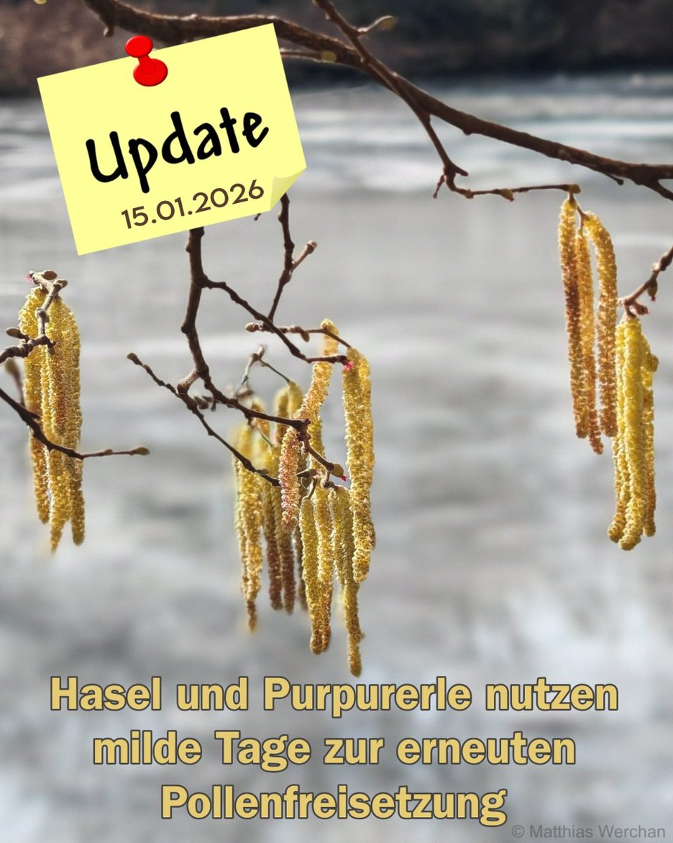 𝗛𝗮𝘀𝗲𝗹 𝘂𝗻𝗱 𝗣𝘂𝗿𝗽𝘂𝗿𝗲𝗿𝗹𝗲 𝗻𝘂𝘁𝘇𝗲𝗻 𝗺𝗶𝗹𝗱𝗲 𝗧𝗮𝗴𝗲 𝘇𝘂𝗿 𝗲𝗿𝗻𝗲𝘂𝘁𝗲𝗻 𝗣𝗼𝗹𝗹𝗲𝗻𝗳𝗿𝗲𝗶𝘀𝗲𝘁𝘇𝘂𝗻𝗴

Wieder melden wir uns aus der Winterpause zurück, da auch der Winter gerade wieder Pause macht. Insbesondere im Süden und Südwesten zieht nach Abzug