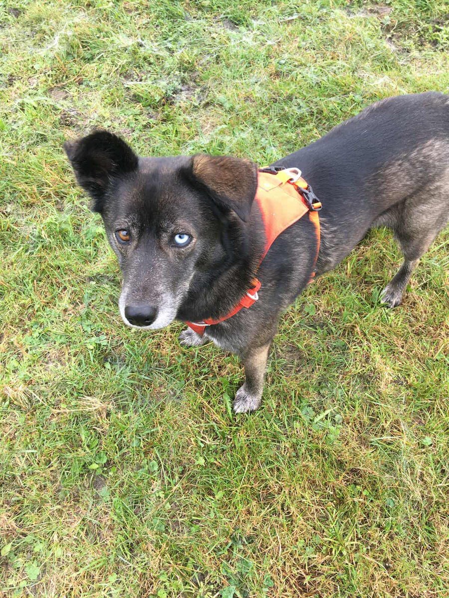 rescuedoggypaws's tweet image. Willow’s Wishlist:
Willow needs a rural / semi rural home with a nice secure garden with grass, preferably another friendly dog for company and someone who will be willing to take the time to slowly help her fit in to her new life
1dogatatimerescue.org/registration/
#Worcestershire #oxford