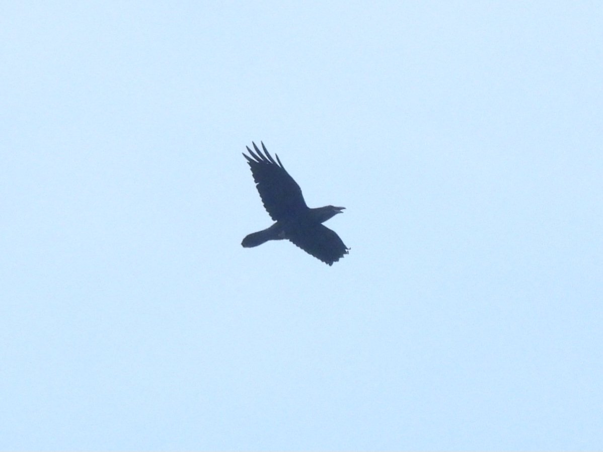 1 of 2 Ravens over Thornage this afternoon