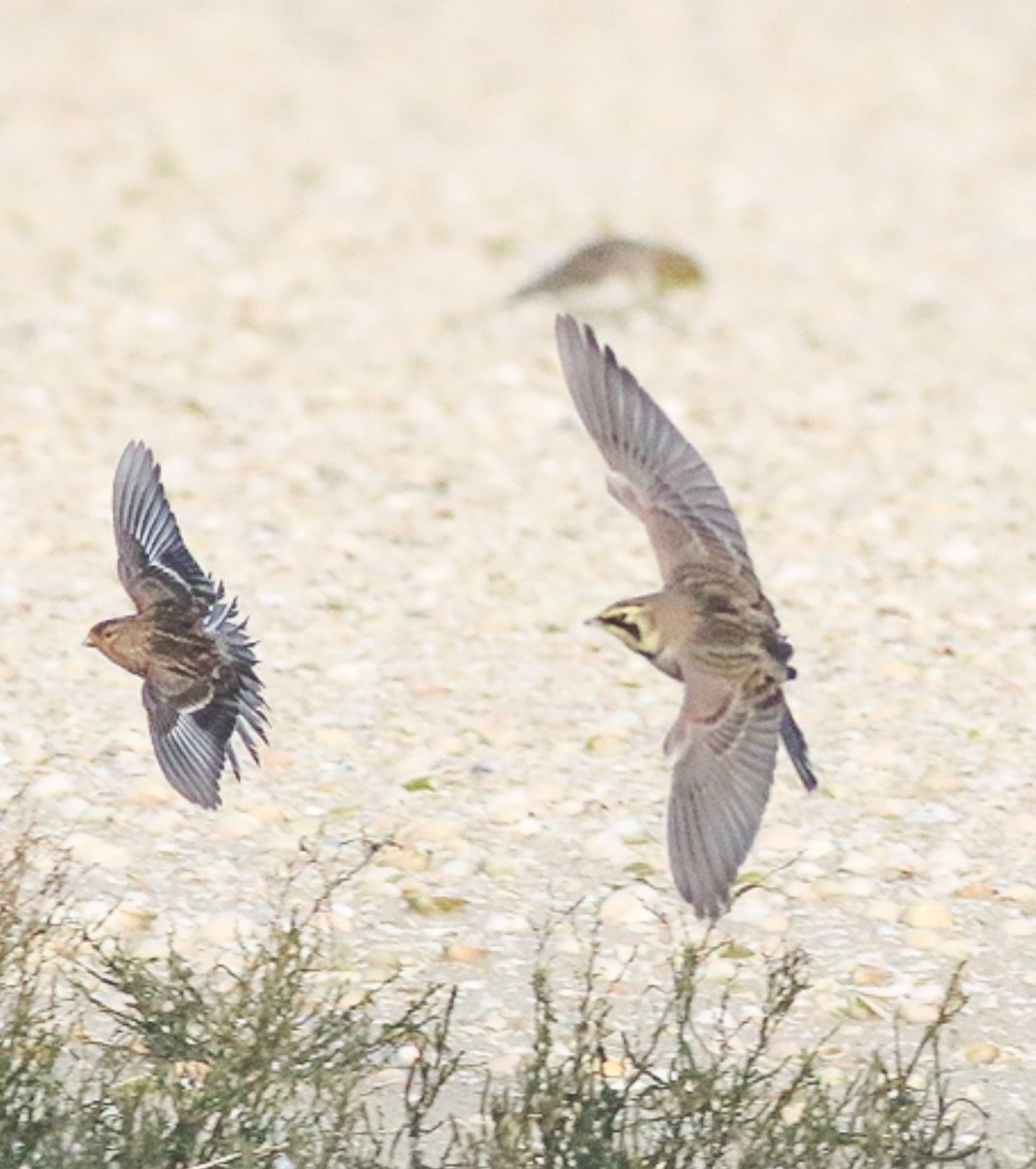 H vd brand tweet media