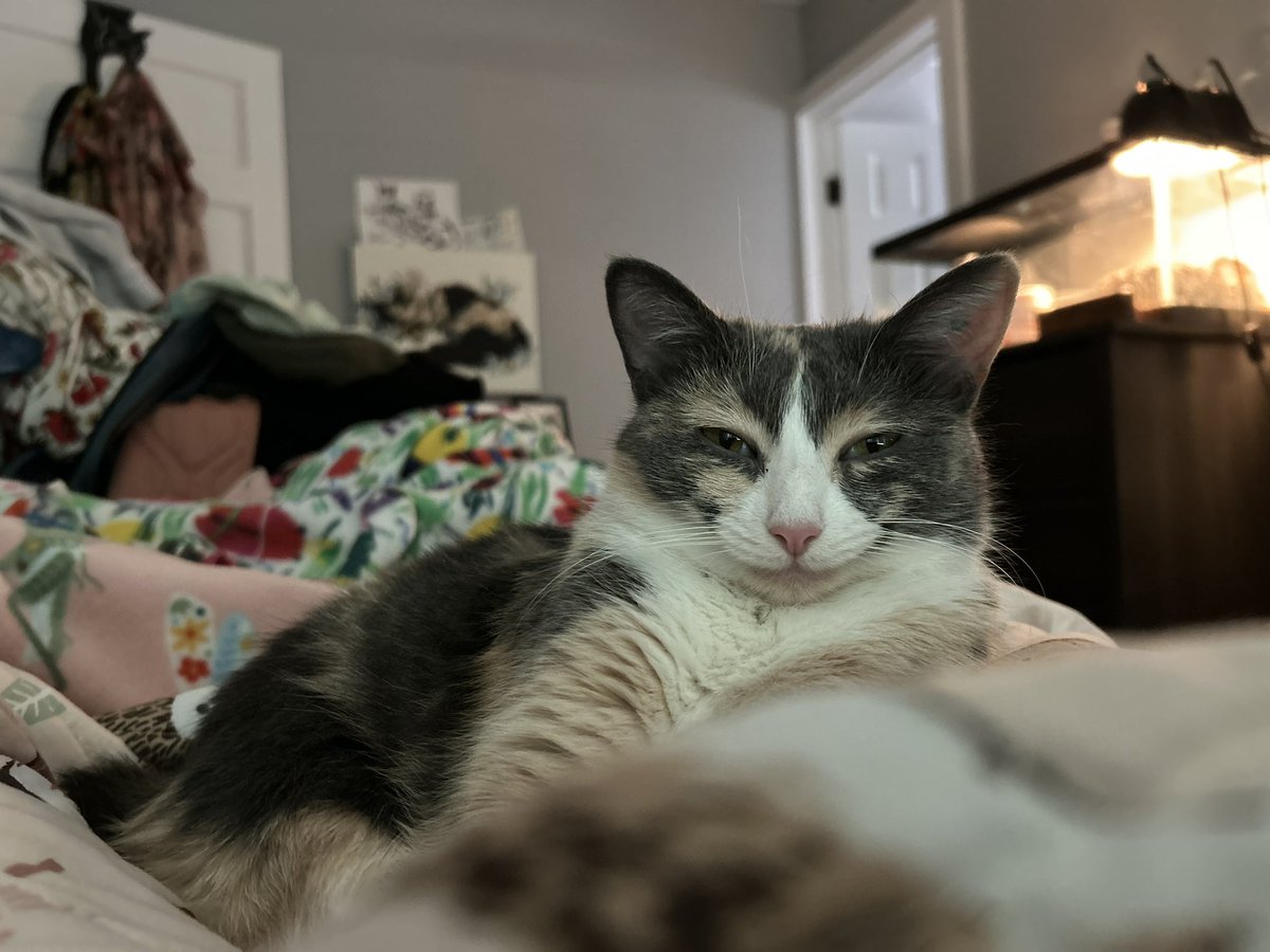 oreoeocat's tweet photo. Me when I make mommy spend her student loans on vet bills https://t.co/yPGQwbA8mI