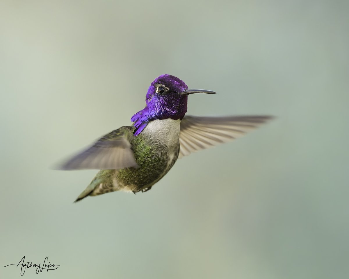 anthonylujan's tweet photo. Some fun backyard photography this morning. Simple single feeder placement with a green camo net with a darker green tarp in the background instead of the white vinyl fence. Photos of a Costa's Hummingbird 

#costashummingbird #hummingbirds #california https://t.co/uZt1Lp1W1T