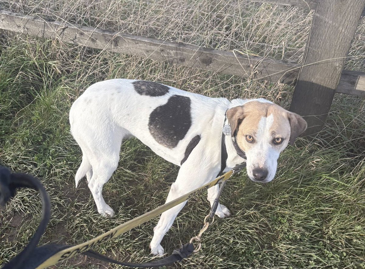 rescuedoggypaws's tweet image. MISHA is in kennels in #Lincolnshire and looking for her forever family
This little lady is just over 2/3 yrs old. She's a medium   size lady
She's a lovely girl who is learning to trust, she loves  being fussed and loves human company
imminghamdogshome.org/form/
#Grimsby #Scunthorpe