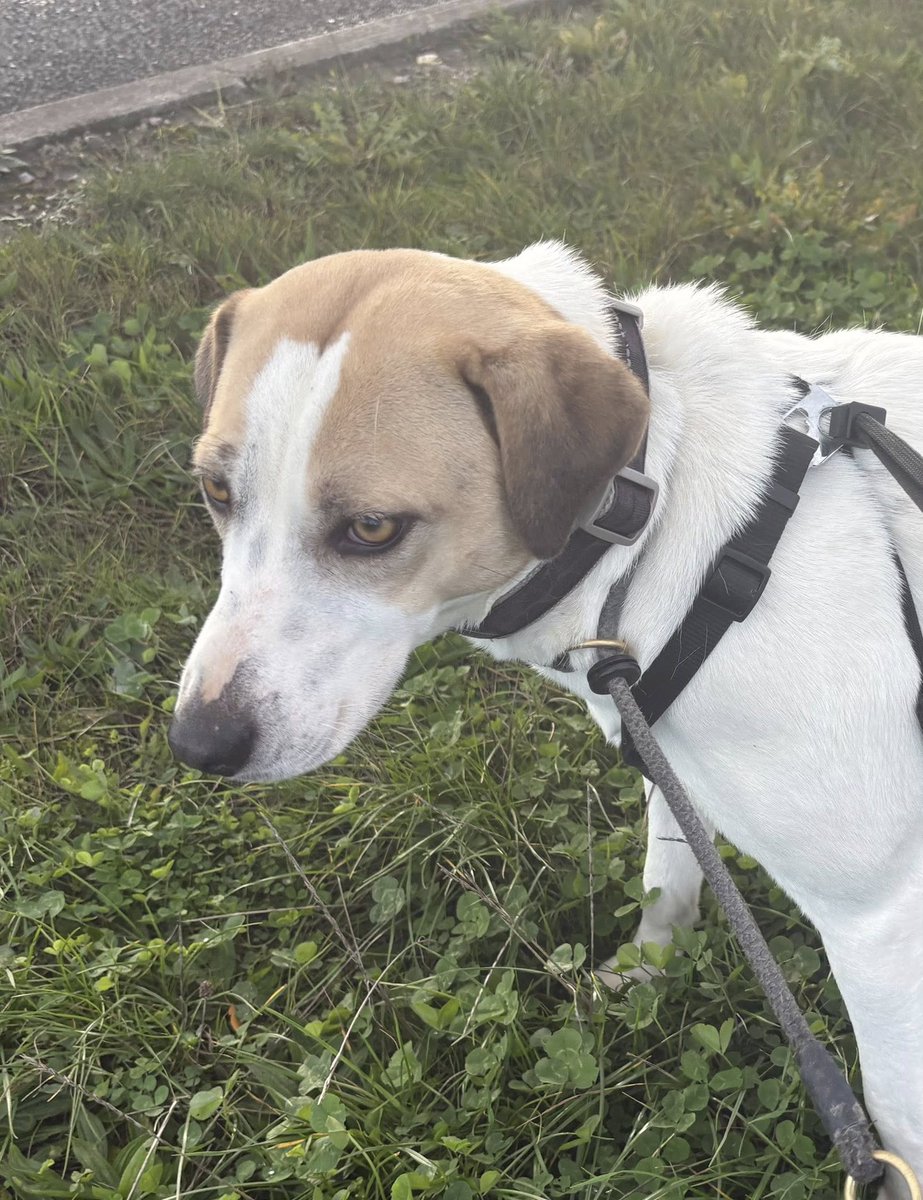 rescuedoggypaws's tweet image. MISHA is in kennels in #Lincolnshire and looking for her forever family
This little lady is just over 2/3 yrs old. She's a medium   size lady
She's a lovely girl who is learning to trust, she loves  being fussed and loves human company
imminghamdogshome.org/form/
#Grimsby #Scunthorpe