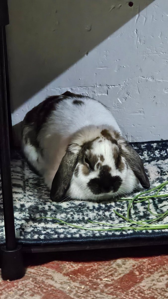 C O M P A C T O

#rabbit #bunny #conejo  #うさぎ #coelho #cute #alfajor