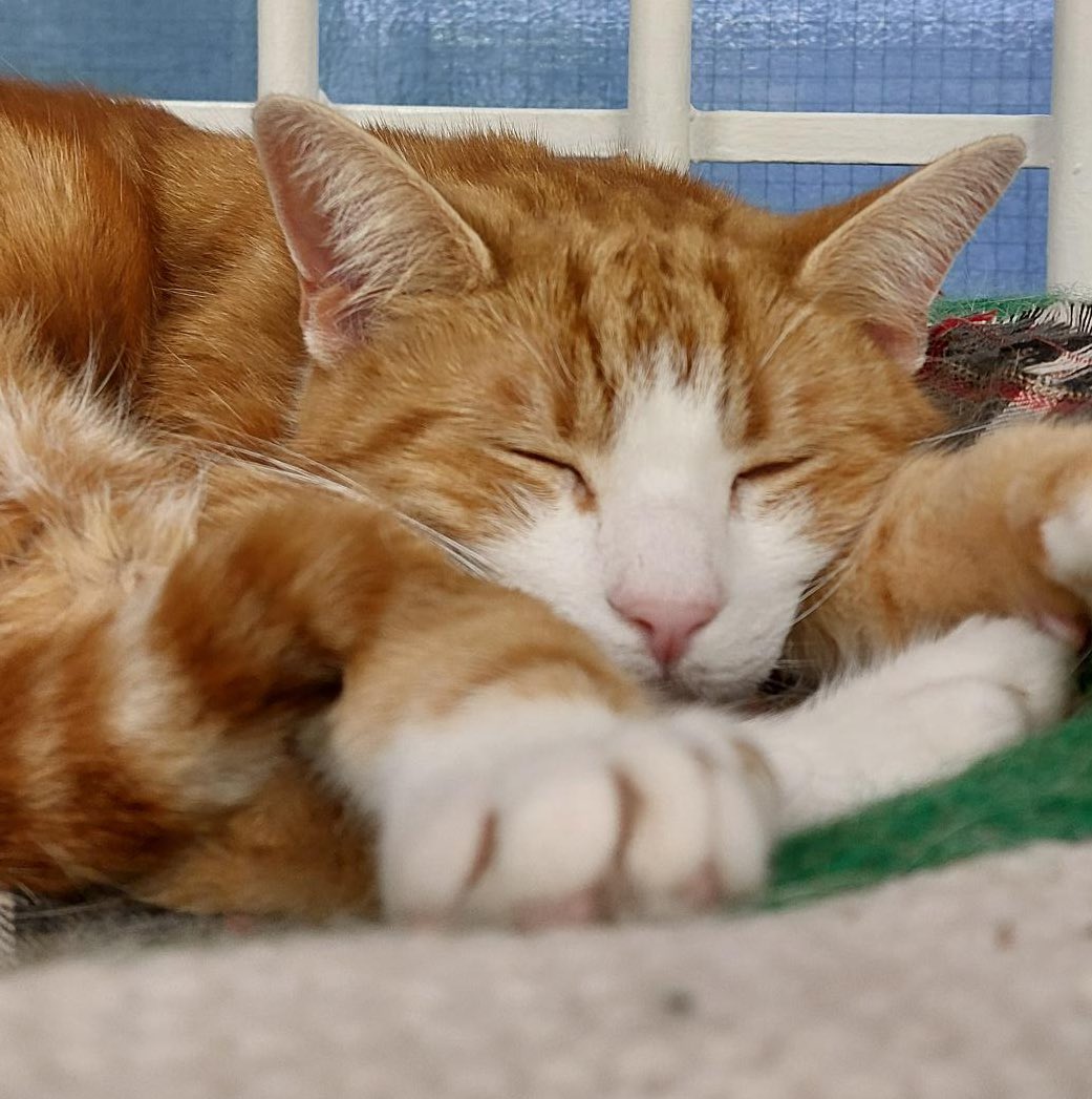 TheStourbridge's tweet image. Night night sweet dreamies 

The best way to take on mental health, or anything that is troubling you, is to take it day by day. 

Healing and moving forwards doesn't have a specific timeline. 

Be gentle with yourself 🧡🐈