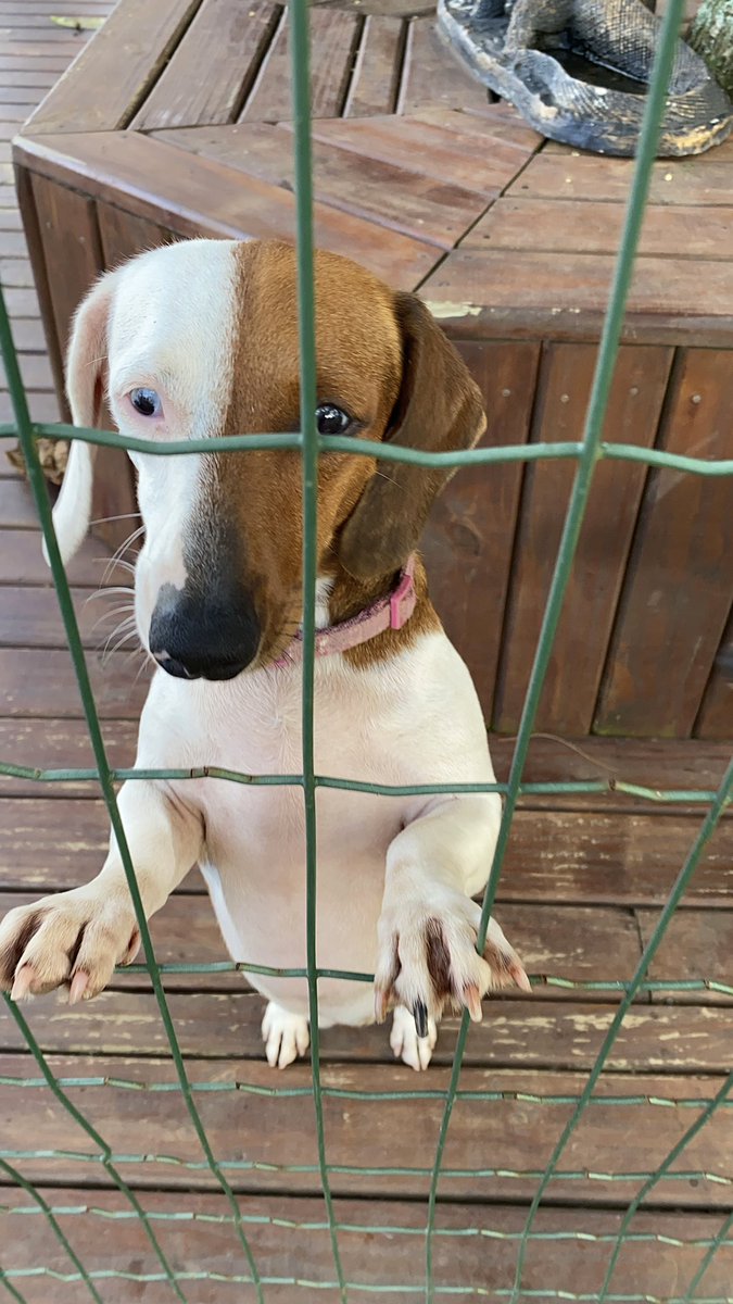 hellphoric's tweet image. fico de cara com essa cachorra da vizinha daqui