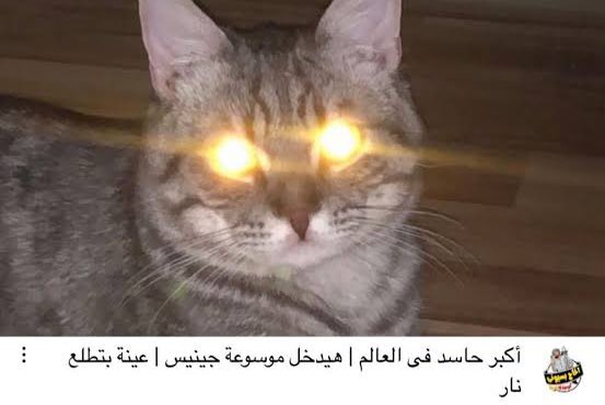 ياحظظظظظك يا امينه