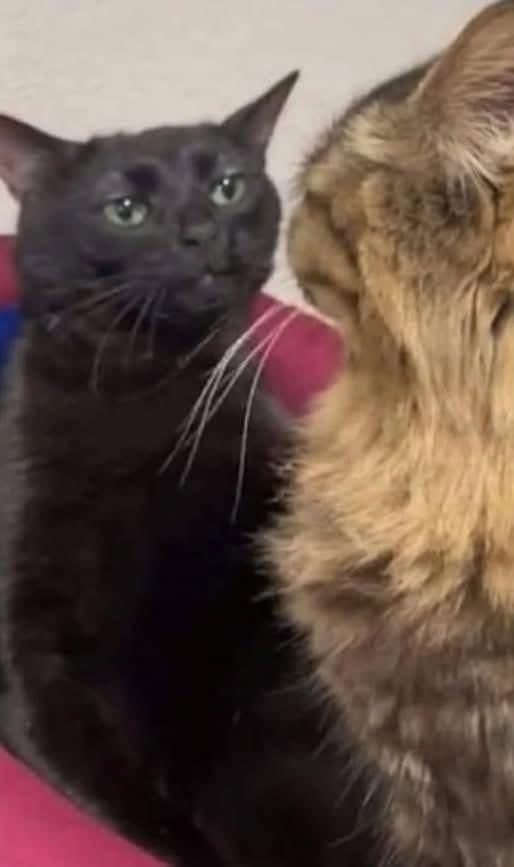 Indie5051's tweet image. Mismas vibras: