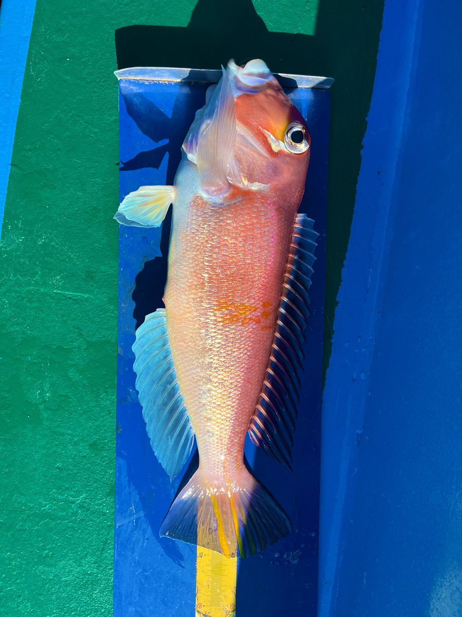 MurayuFishing's tweet photo. タチウオ 5本 最大120cm🐉
アマダイ 5本 最大45cm🌸

天気も良くて最高の2026年初釣りでした🤩 https://t.co/t1pwsyWdBg