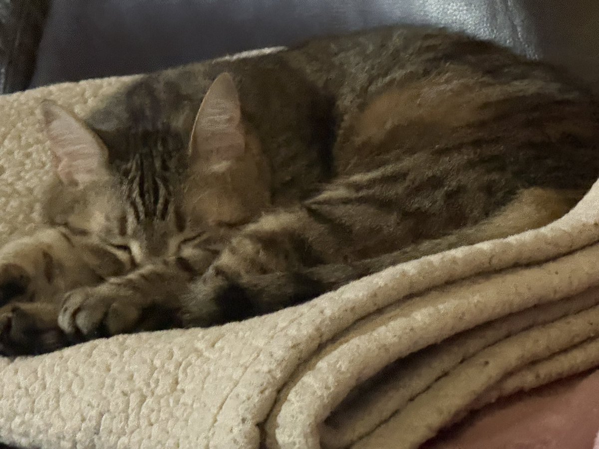 SEvanTownsend's tweet image. Lily sleeping. #caterday #cats #cute #cutecats #CatsOfTwitter #CatsOfX