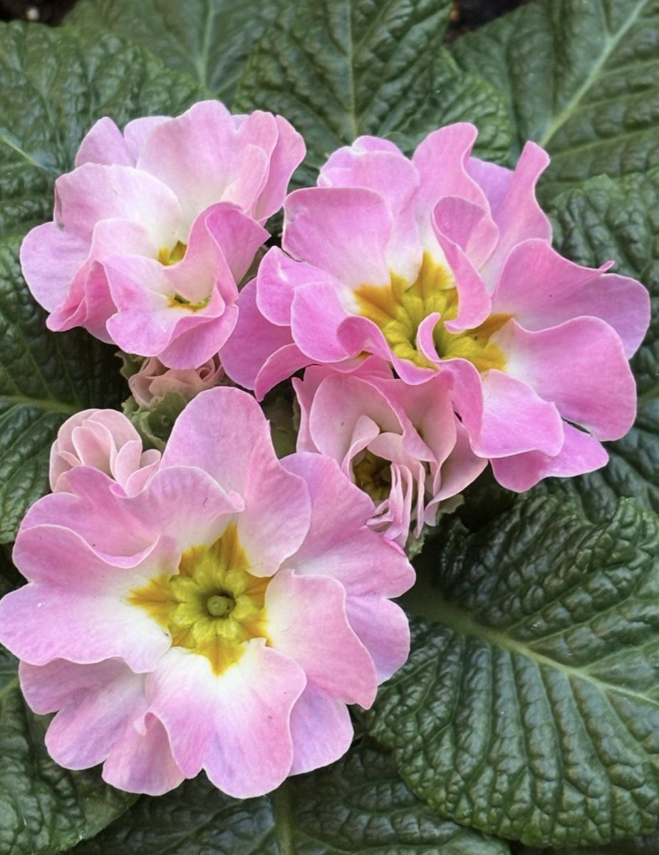 いずみん (@izumin_as) / Posts / X