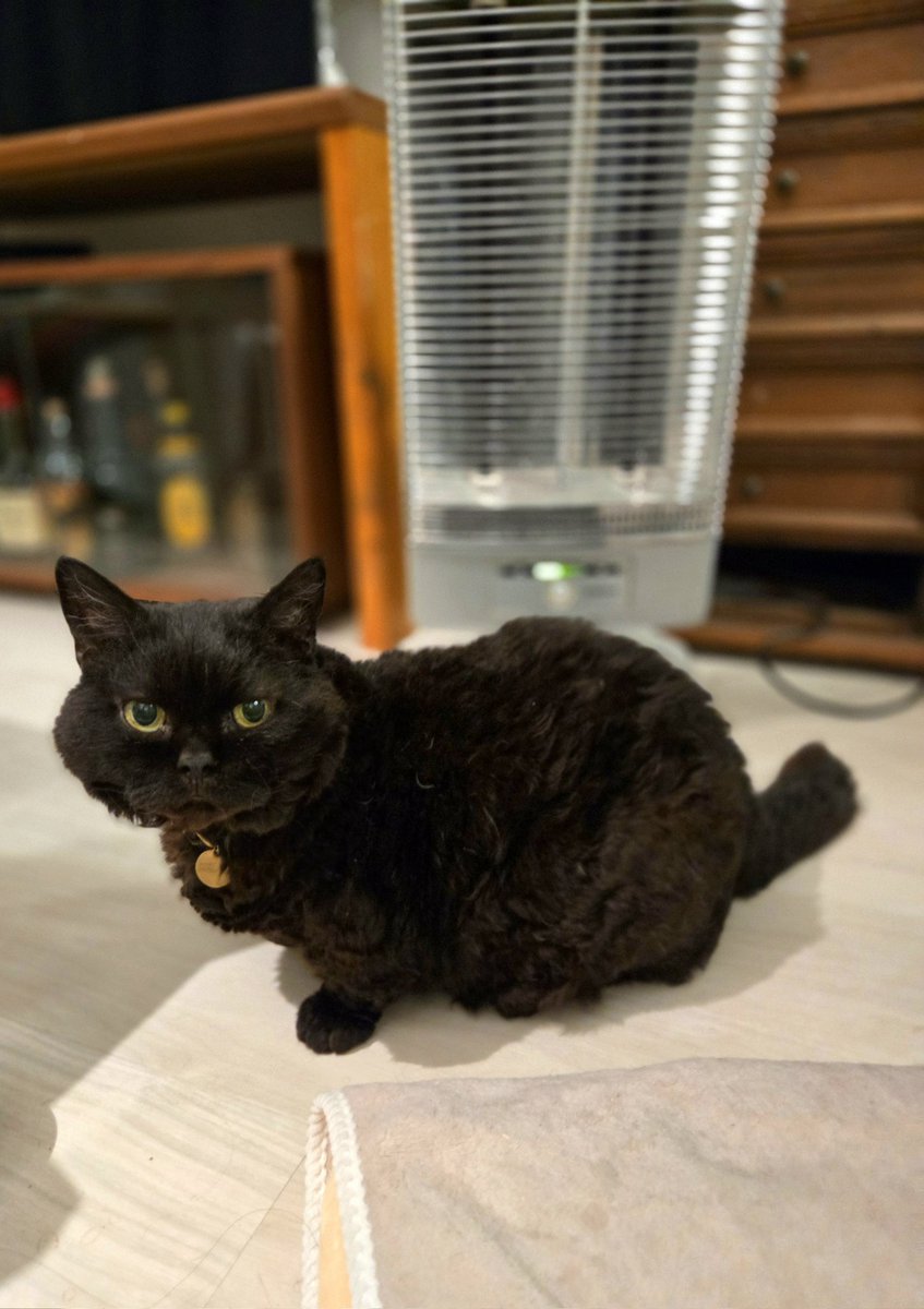 ラムキンのにゃむ+世話係コウ (@garaku1972) / Posts / X