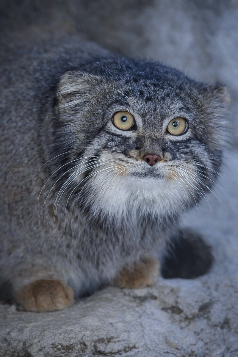 Rockleohana's tweet image. マヌルネコのフィーガでGood morning🏙

#マヌルネコ   #フィーガ   #野毛山動物園
#pallascat