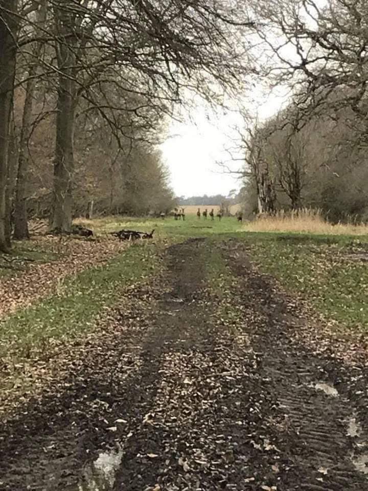 RunBreckland tweet media