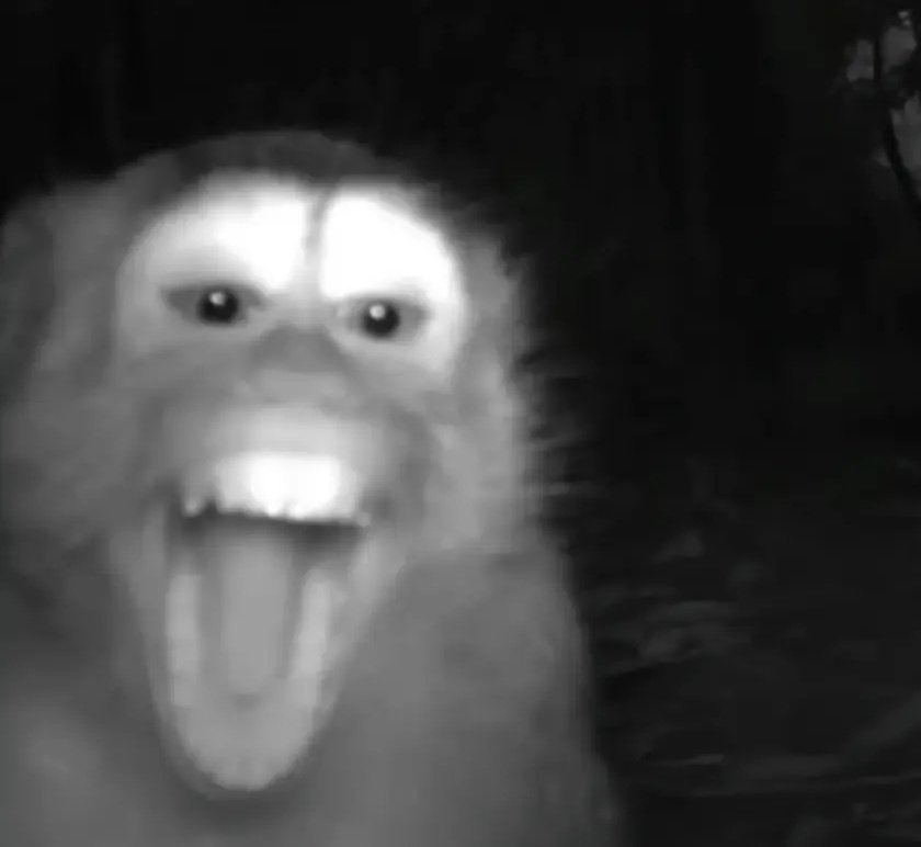 como pode a gente ver "leitão" nos trends topics e td mundo sabe de quem estão falando