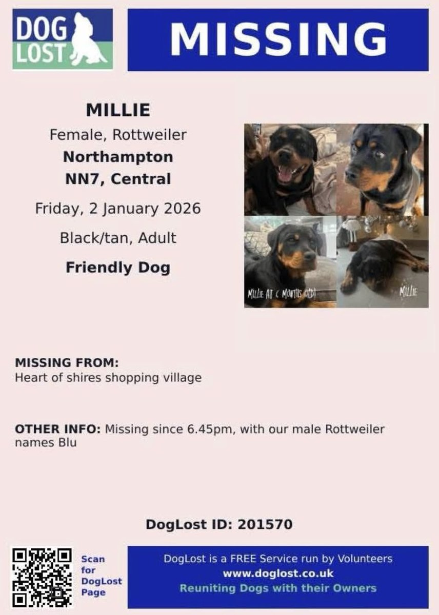 rosiedoc666's tweet image. MILLIE
doglost.co.uk/dog/201570

AND BLU
doglost.co.uk/dog/201571
2 #Rottweilers missing since 2/1/26 
HEART OF SHIRES SHOPPING VILLAGE 
#Northampton #NN7 

Have you spotted them please ???