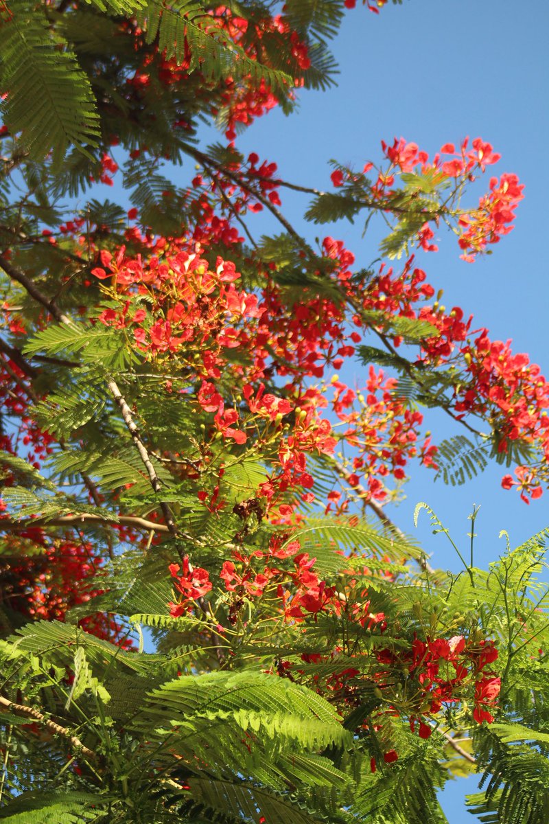 millenaevylinx's tweet image. good news 
good news 
good news 
       ❤️