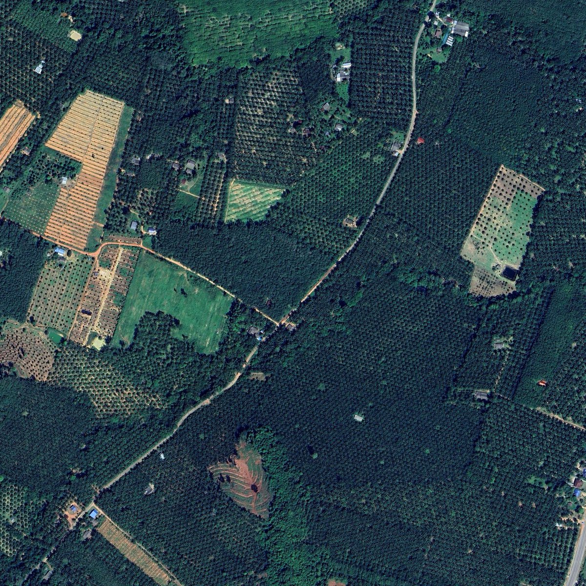 1000rai_'s tweet photo. ดอนยาง อำเภอปะทิว ชุมพร
10°50'21.8"N 99°25'16.2"E https://t.co/2aiznpklKe