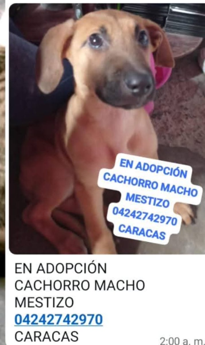 Reenviado. En adopción responsable. Ccs.Gracias. 🐶💗🐾🙏