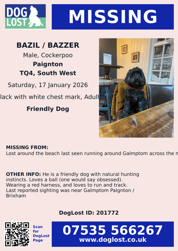 MissingPetsGB's tweet image. 🐕 BAZIL/BAZZER got spooked this morning 17 January 2026 at Broadsands beach and is missing. Paignton #Devon #TQ4

Bazzer is 8 years old Cockerpoo - black with white crest &amp;amp; wearing distinctive red harness. Please reach out with any sightings 🙏