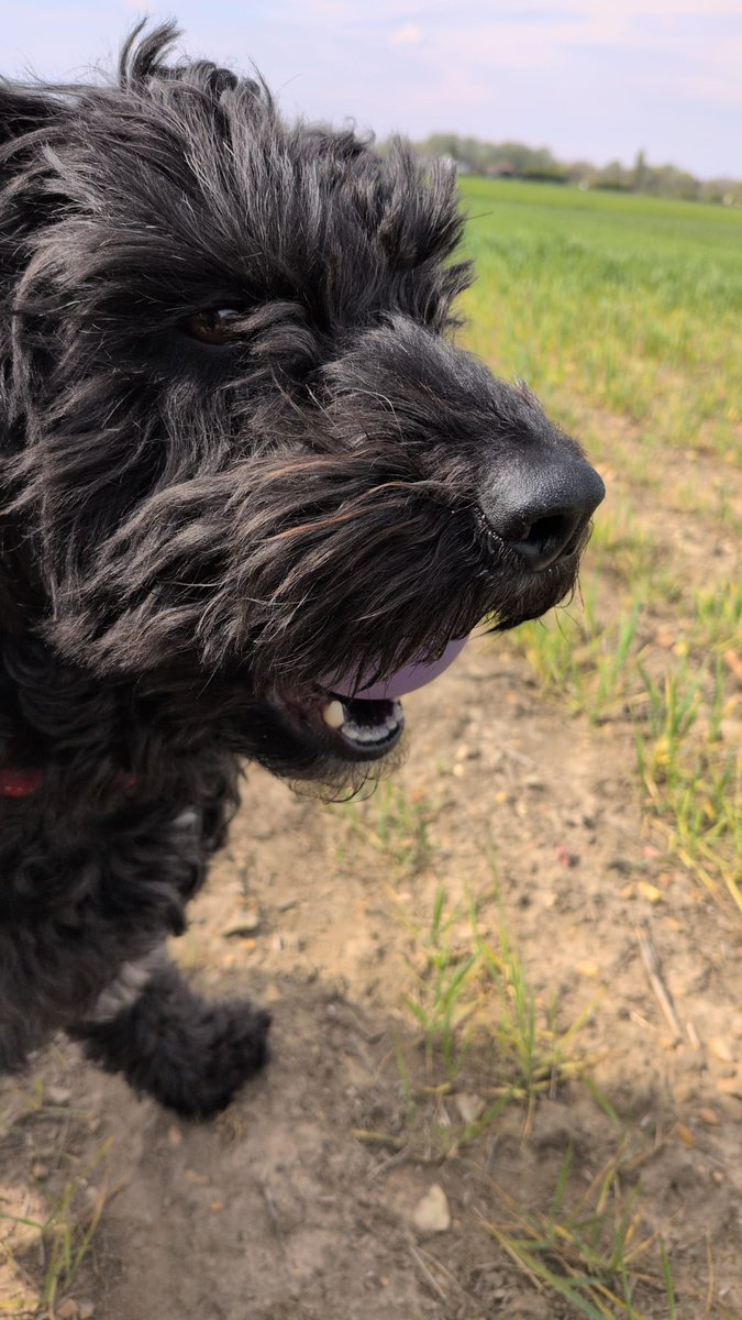 MissingPetsGB's tweet image. 🐕 BAZIL/BAZZER got spooked this morning 17 January 2026 at Broadsands beach and is missing. Paignton #Devon #TQ4

Bazzer is 8 years old Cockerpoo - black with white crest &amp;amp; wearing distinctive red harness. Please reach out with any sightings 🙏