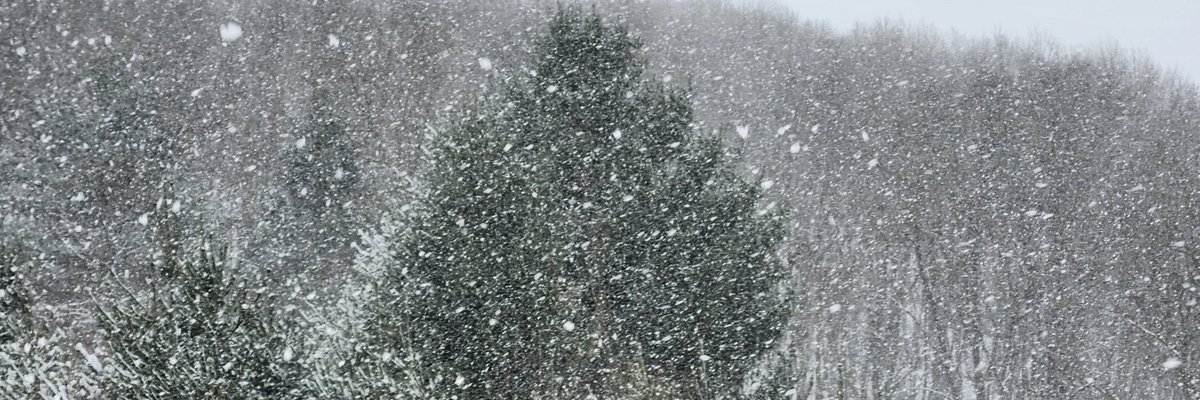 aresonian's tweet image. Snowing in wonderland
#naturephotography
#winterphotography 
#winterstorm