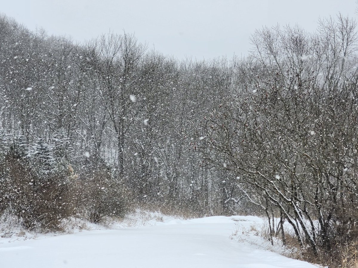aresonian's tweet image. Snowing in wonderland
#naturephotography
#winterphotography 
#winterstorm