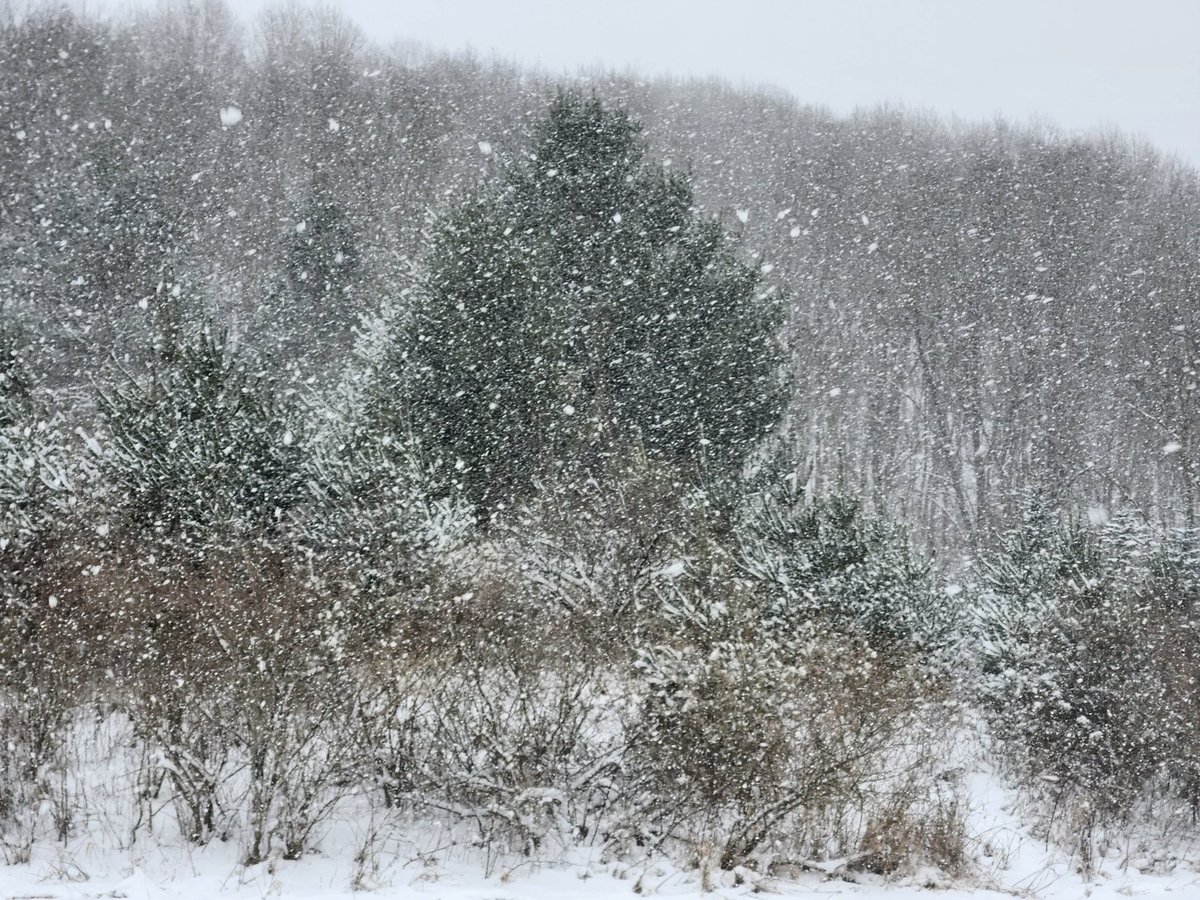 aresonian's tweet image. Snowing in wonderland
#naturephotography
#winterphotography 
#winterstorm