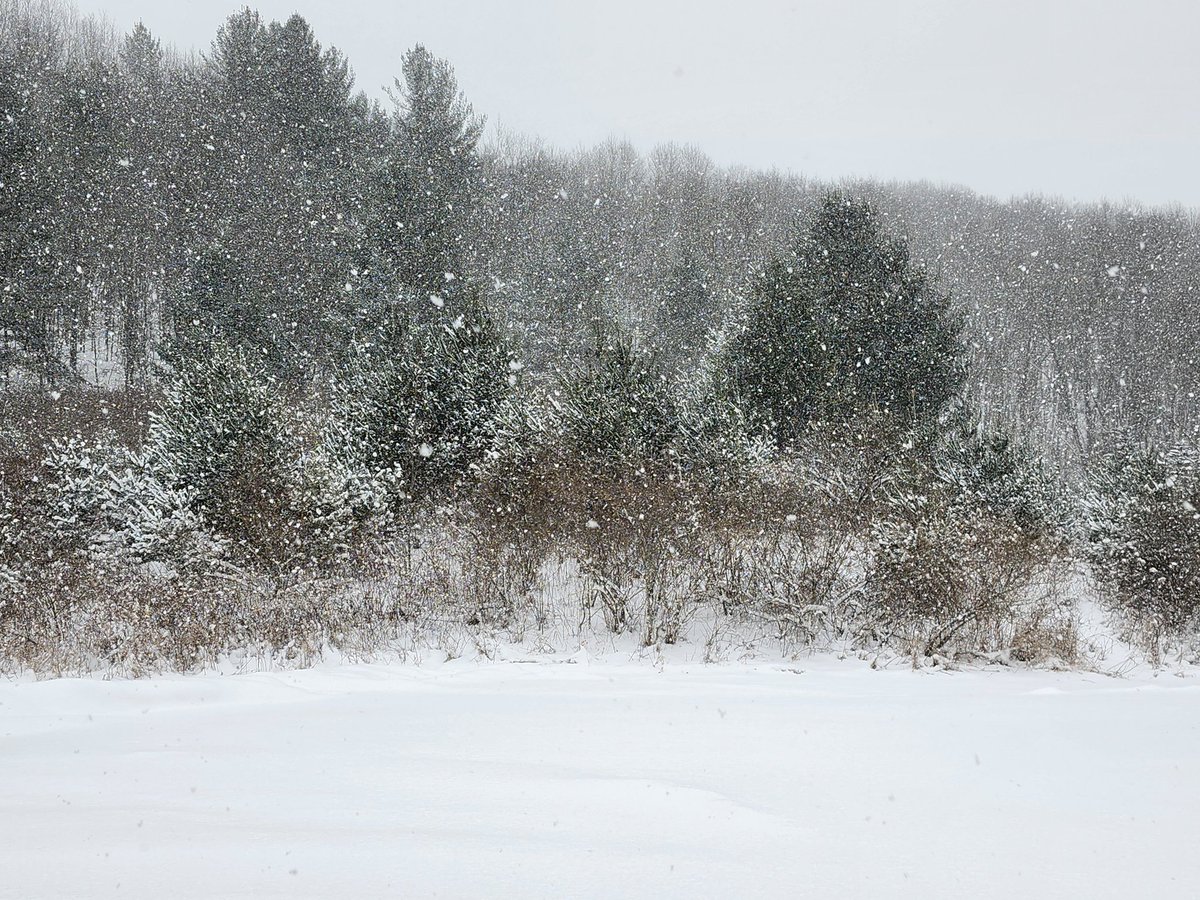 aresonian's tweet image. Snowing in wonderland
#naturephotography
#winterphotography 
#winterstorm