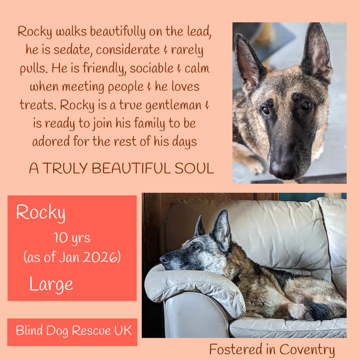 ROCKY is an 8yo, partially sighted, German Shepherd beauty who is in foster in #Coventry. Having worked for most of his life as a security dog for a business in Spain, Rocky has been carefully trained &amp; is sociable, friendly &amp; calm when meeting people. He accepts his treats very
