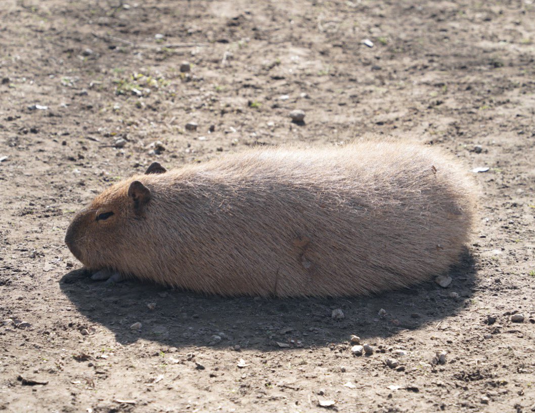 おはようございます。

#カピバラ
#袖ヶ浦ふれあいどうぶつ縁