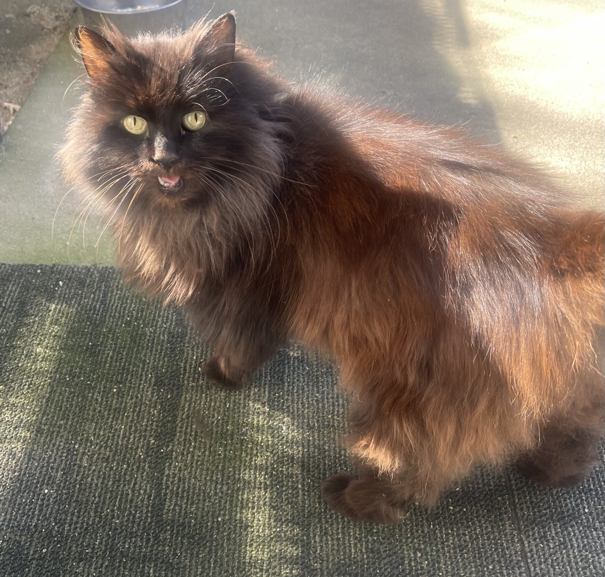 TapNoCap's tweet image. Cookie says hi, say hi back or else you get bad luck for the rest of the year!!!