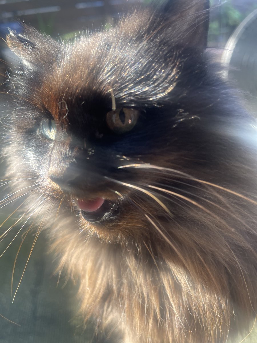 TapNoCap's tweet image. Cookie says hi, say hi back or else you get bad luck for the rest of the year!!!