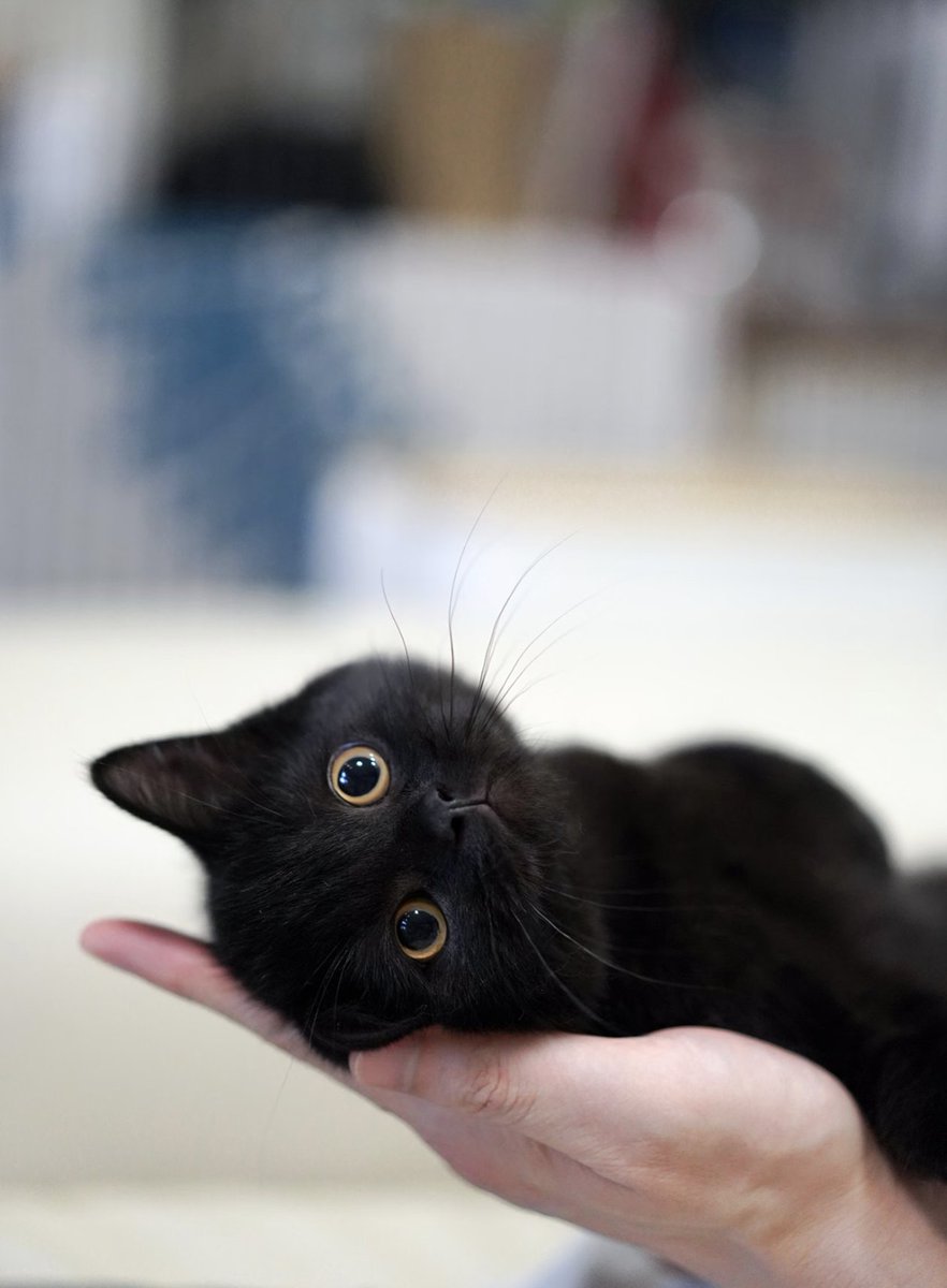 tmszhjh88's tweet image. Mini Black Cat