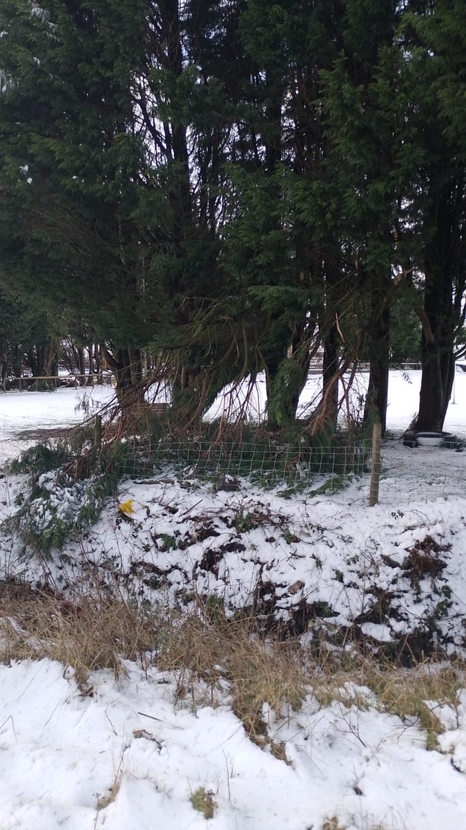 Forgeside Rugby Club tweet media