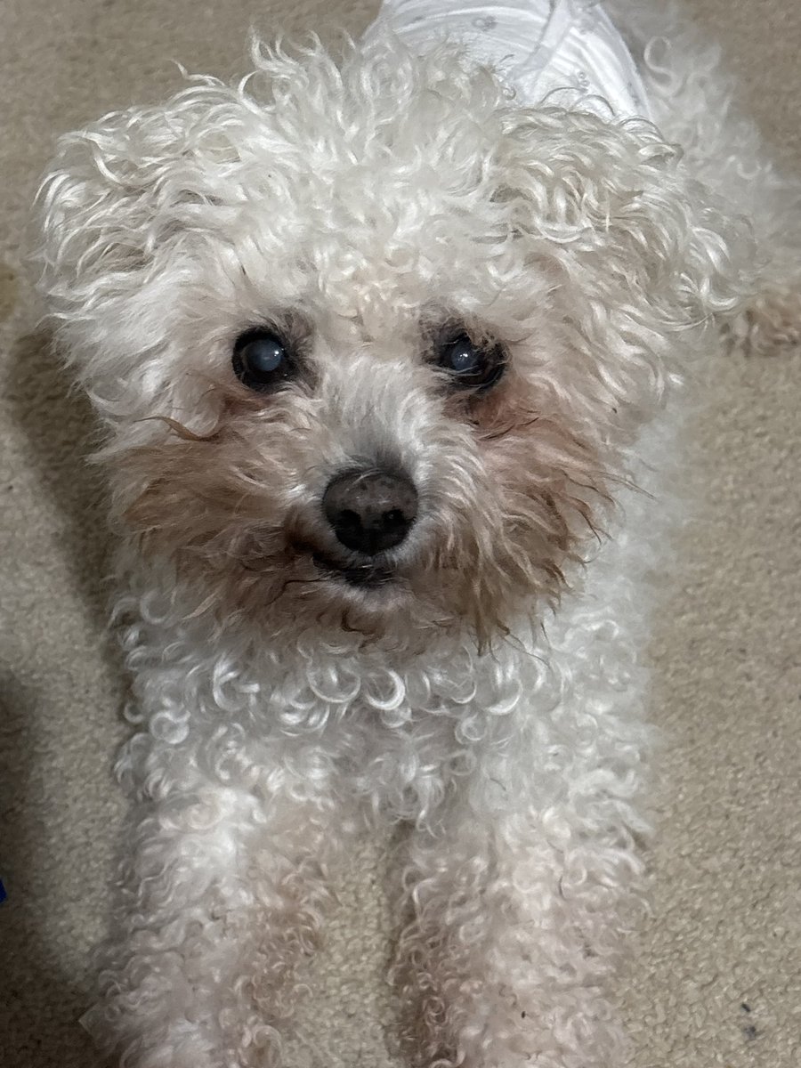 HeatherG281's tweet photo. My beautiful, sweet angel boy. You were taken far too suddenly from me. I’m devastated that you’re gone. I hope you find all the chocolate you could ever want wherever you are. My world is suddenly a lot less bright without you. Fly high my boy💔 https://t.co/CydvaHVqht