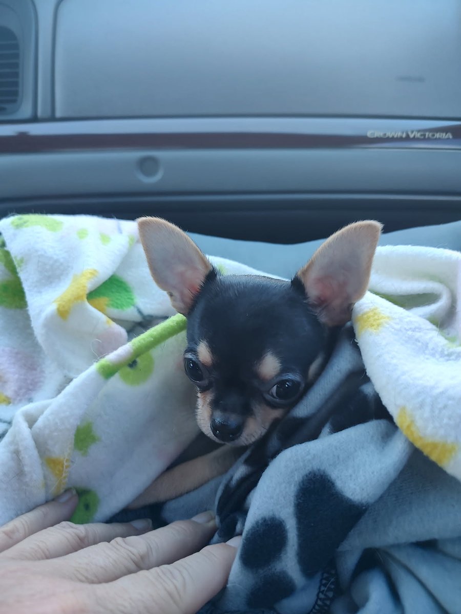 GroupSixLeader's tweet image. Newest addition to the family, our little Latin Lover Rico.