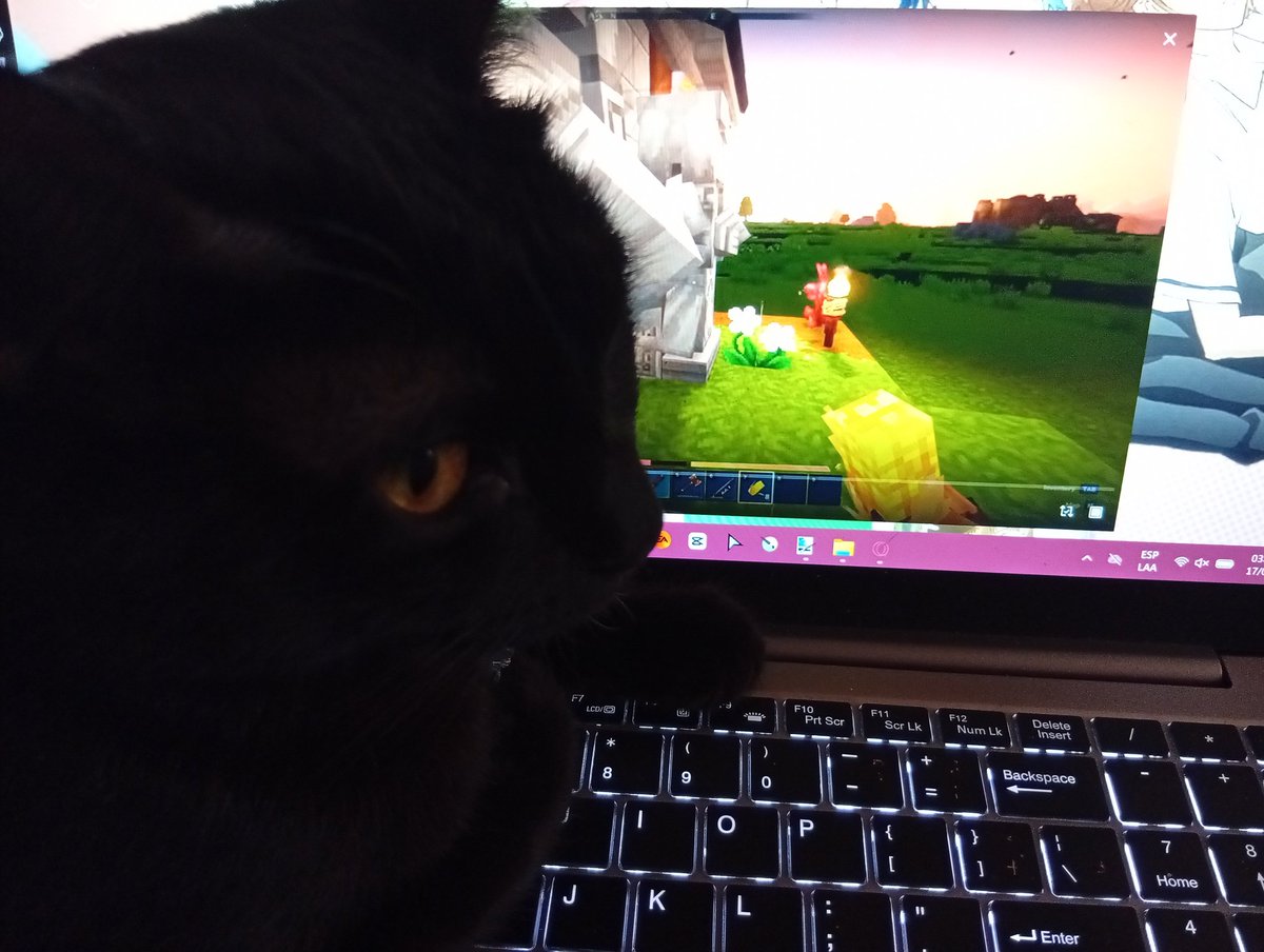 MelVazquez98's tweet photo. Acababa de terminar de ver el video de @jesusseron_  cuando mi gato se subió a mi laptop y lo volvió a poner 😅

Creo que Lucifer quería ver ¡Vuelven los noobs! 🩵💜

Jajaja, amo el nombre de la serie 😂 https://t.co/6iH3ueEmm6