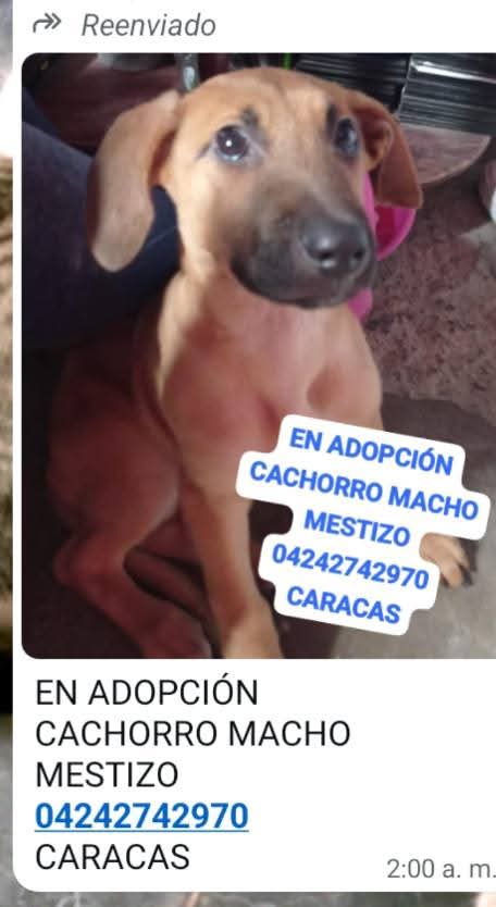 En adopción responsable