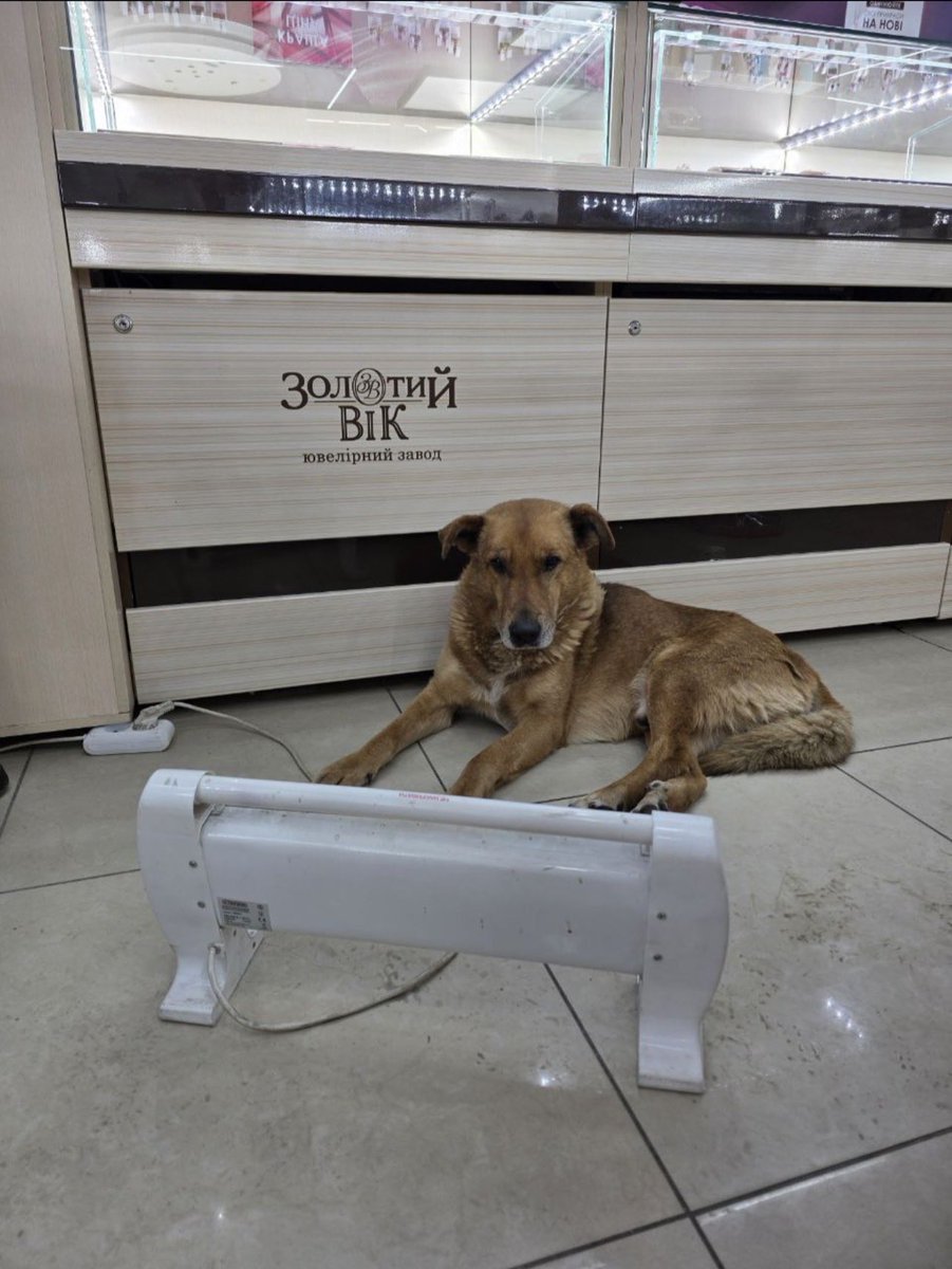 maksym eristavi. tweet media