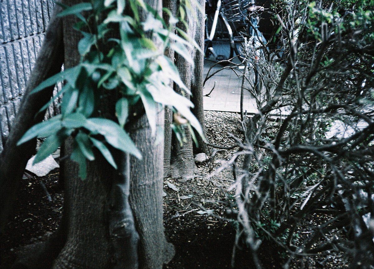 next_chi_shin's tweet image. このフィルムの緑の感じ、好きかもしれん…

#film #lomography