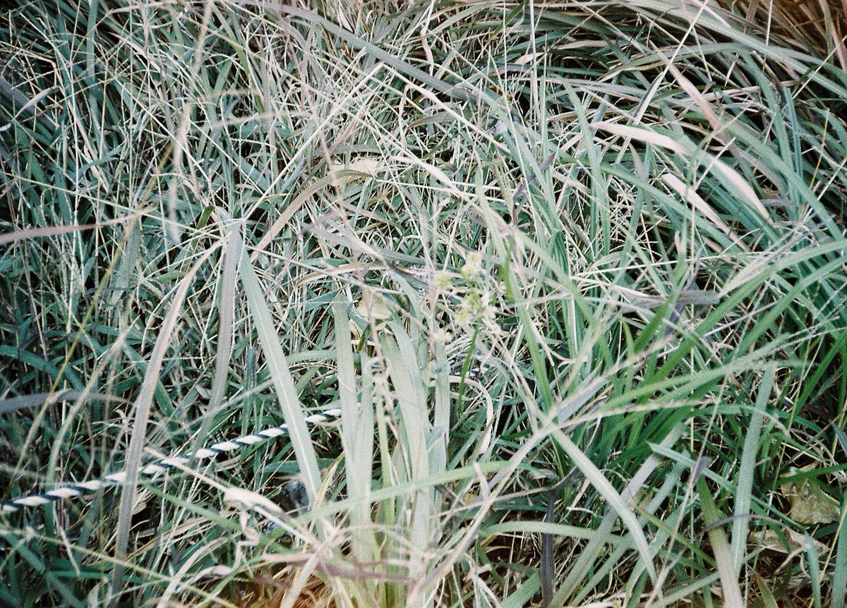 next_chi_shin's tweet image. このフィルムの緑の感じ、好きかもしれん…

#film #lomography