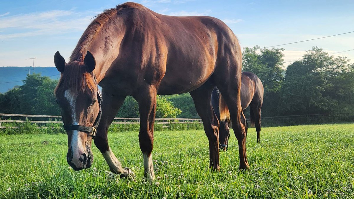 中山11R京成杯
育成馬
グリーンエナジー号が出走です✨
幼少期から智勇兼備な彼✨

みんなの夢を乗せて頑張れ✊‼️