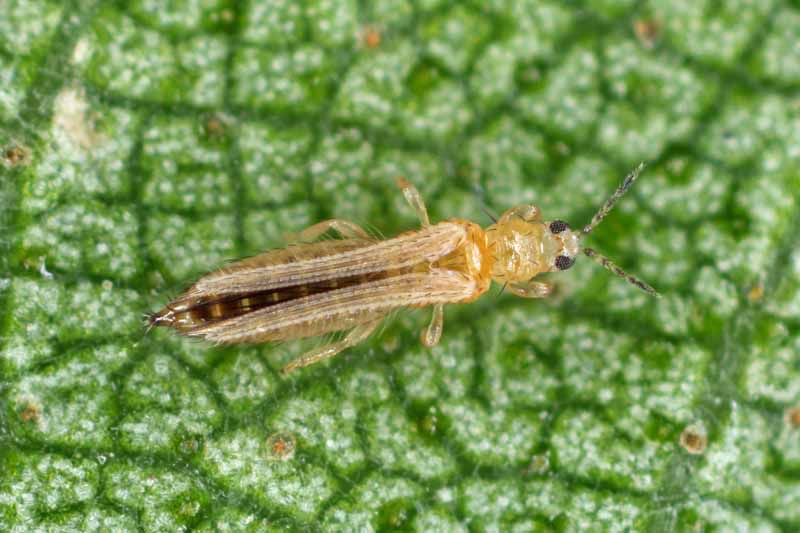 Gardeners_Path_'s tweet image. How to Identify and Control Thrips - How do you deal with minute insects sucking the life out of your flowers and vegetables? Learn about thrips and how to control them on Gardener's Path. gardenerspath.com/how-to/disease… #gardenpests
