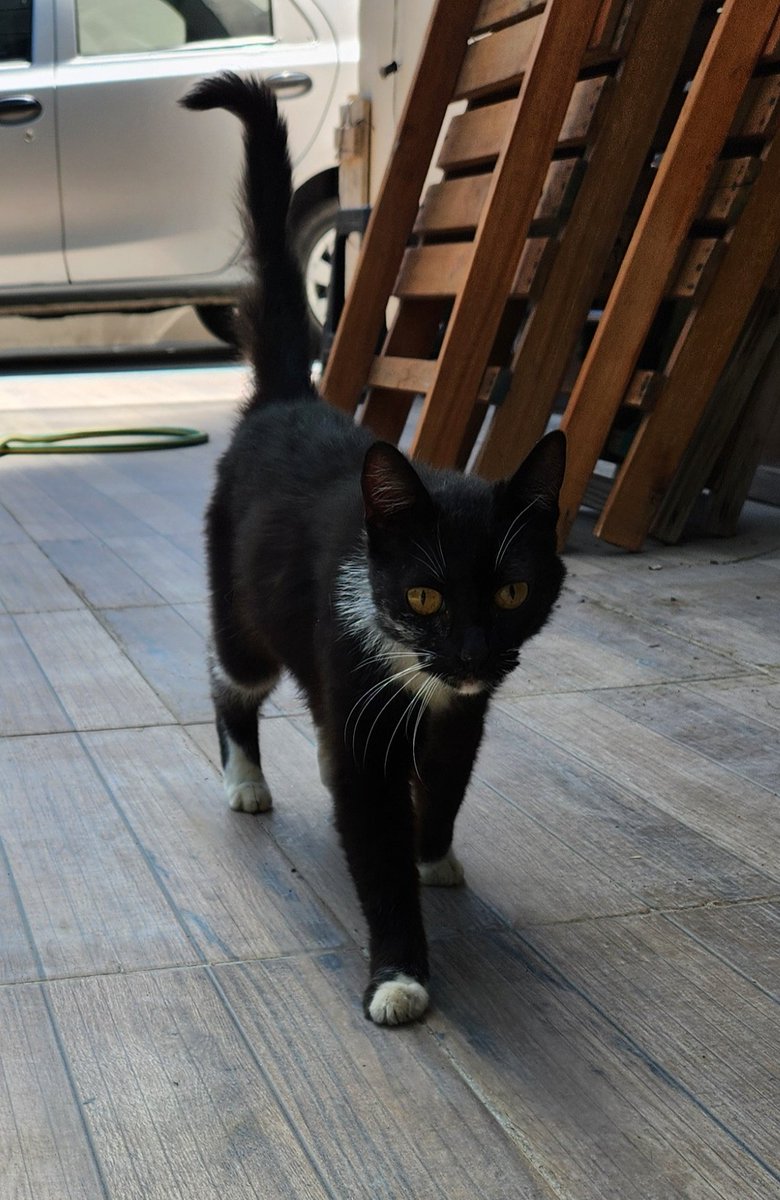 Esta belleza está lista para alegrar tu vida. Debe tener 2 meses y CREO que es hembra. Se acomodó en nuestra casa hace dos días, es súper cariñoso y juguetón y no podemos darle el hogar que merece. Estamos en City Bell, La Plata. Si querés adoptarlo, avisame.