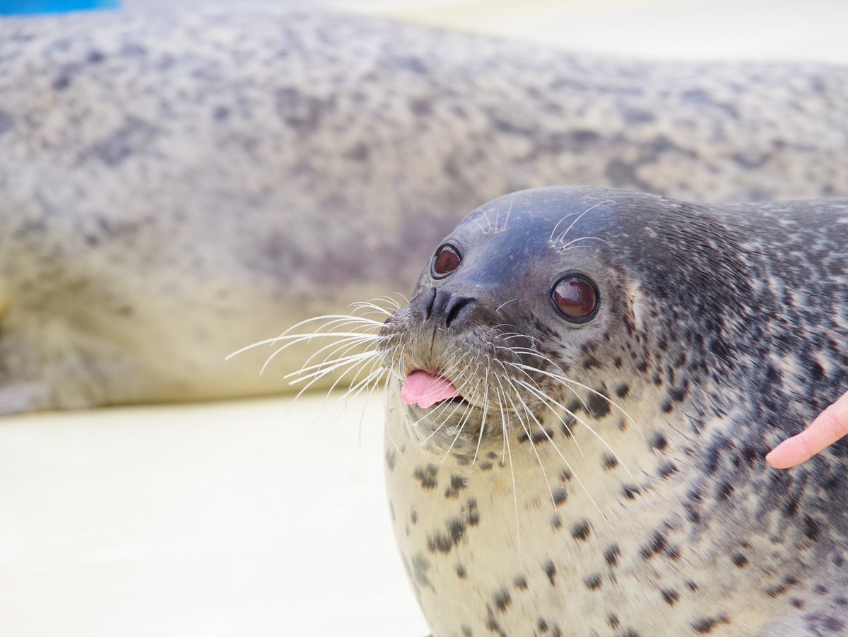 みらいちゃんのべー👅🦭
 #しまね海洋館アクアス  #みらい  #あざらし