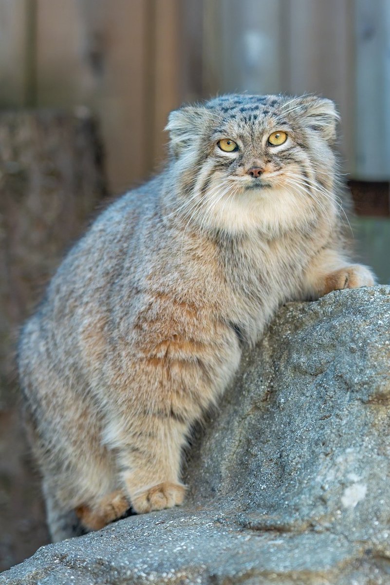 bonnoumamire420's tweet image. 上を目指すオリーヴァで
おはようございマヌル
#オリーヴァ #マヌルネコ #埼玉県こども動物自然公園