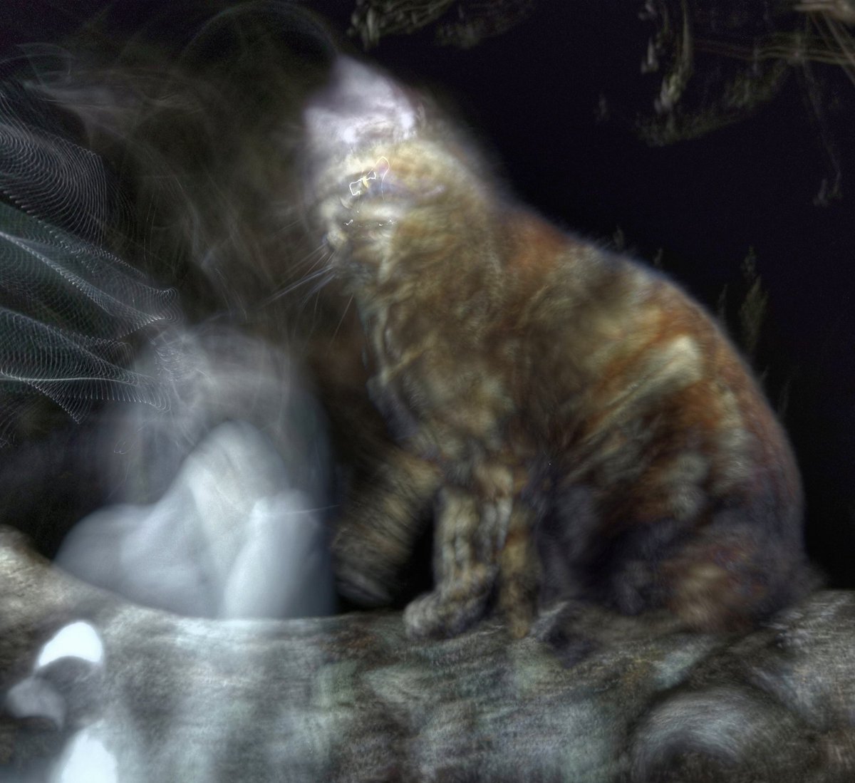 TribeOfMa's tweet image. scary #caturday night 🌃 🌙#straycats #TNR #adoptdontshop tribeofma.carrd.co #cats