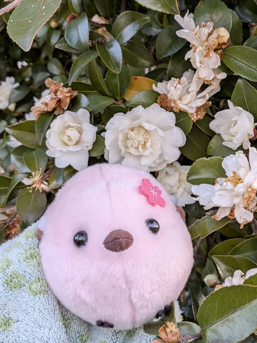 まめたん (@lapin145) / Posts / X